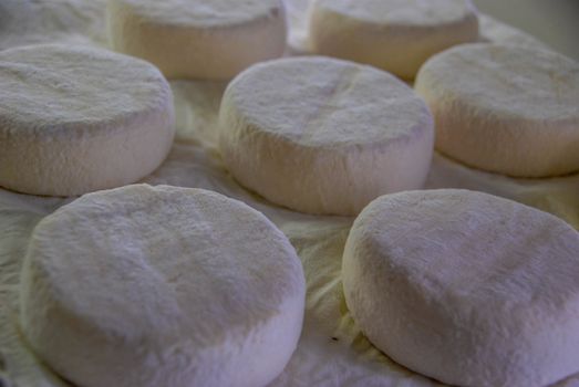 Typical Langhe cheese: the Toma
