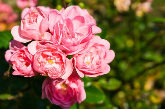 Pink the fairy roses in macro closeup, a beautiful garden rose(rosa polyantha)