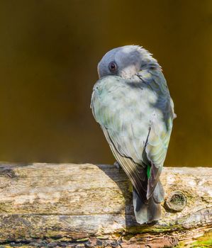 Sinister looking small red bellied parrot hiding behind its wing