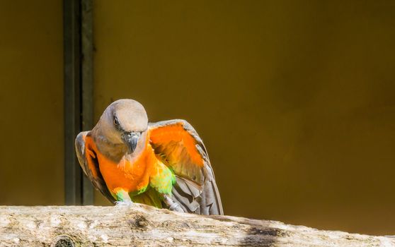 funny red bellied parrot showing off his smooth dancing moves