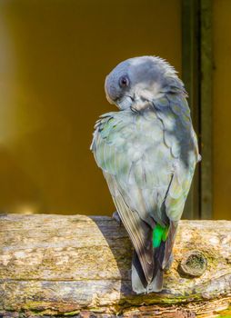 funny red bellied parrot hiding behind its wing giving a sinister or elegant look