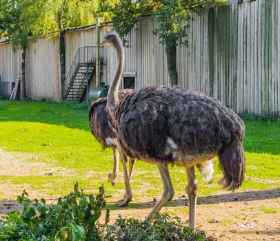 animal portrait of a female common ostrich, a big flightless bird from Africa