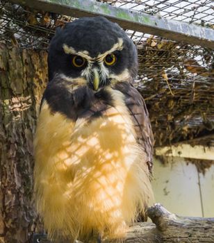 black spectacled owl (Pulsatrix perspicillata) in closeup, tropical and nocturnal bird of prey from America