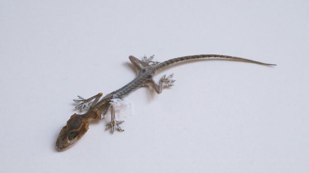 Close-up images of Asia little small home lizard which dead for long time untill body become a mortal or mummified by times and all of bones and skin change to carcass or ash and macro shot on white floor.