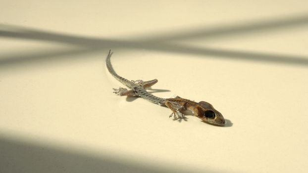 Close-up images of Asia little small home lizard which dead for long time untill body become a mortal or mummified by times and all of bones and skin change to carcass or ash and macro shot on white floor.