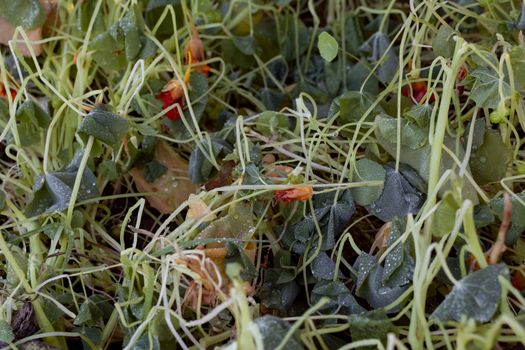 Nasturtium leaves and flowers killed by frost in winter, covered in water droplets