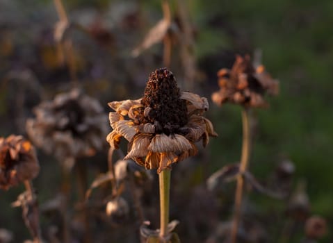 Dead zinnia flower with brown, dry petals in late afternoon winter light