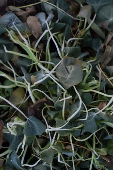 Tangled nasturtium foliage killed by frost in winter; dead brown leaves among the limp plant