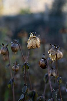 Dahlia plant killed by frost in winter with dark foliage and wet, limp flower petals 