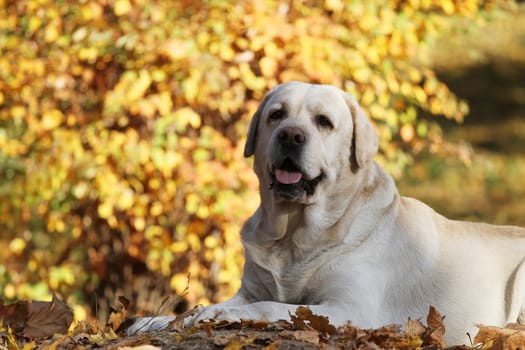 a nice yellow labrador in the park in autumn
