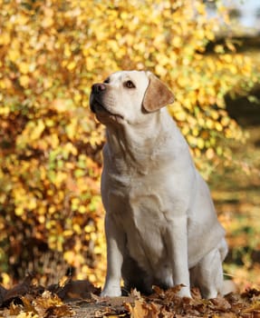 the sweet nice yellow labrador in the park in autumn