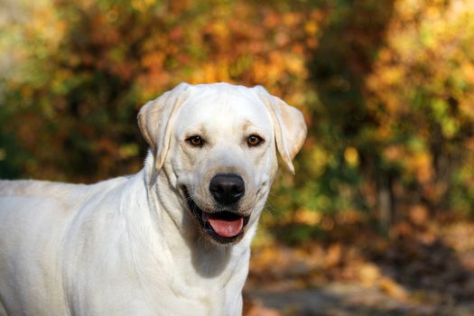 nice yellow labrador in the park in autumn