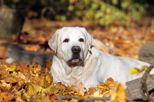 sweet nice yellow labrador in the park in autumn