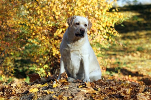 a sweet nice yellow labrador in the park in autumn