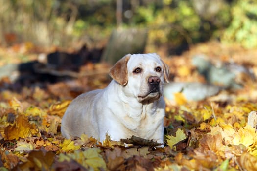 nice yellow labrador in the park in autumn portrait