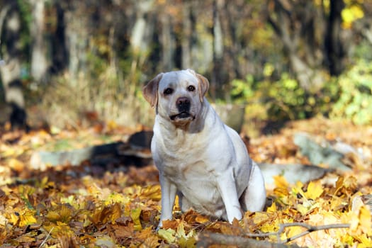 a nice yellow labrador in the park in autumn portrait