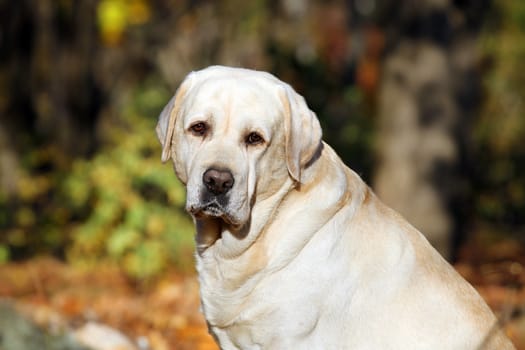 the nice yellow labrador in the park in autumn portrait