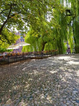 Light green weeping willow that lets its branches hang over the river Ilmenau Ilmenau.