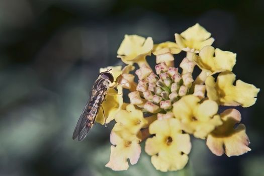 Gadfly sits on a yellow small floret