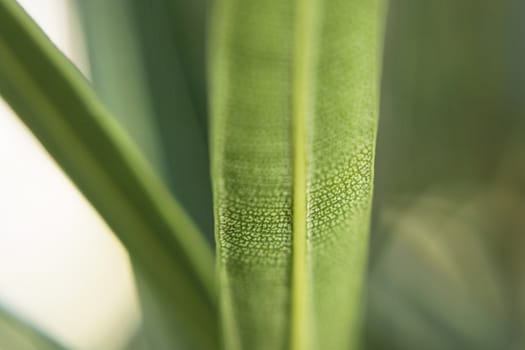 Green long thin casting texture of leaves in streaks macroshooting