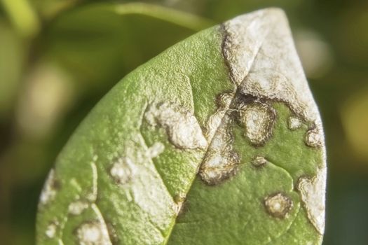 Leaf corroded disease texture of a green leaf