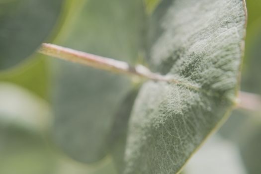 Eucalyptus leaves baby blue close up with streaks texture green macroshooting