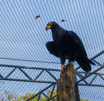 black verreax's eagle sitting on top of a tree trunk, a tropical raptor from africa