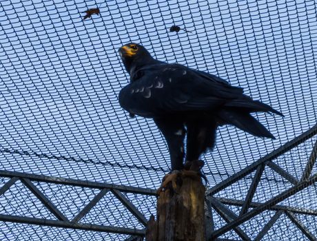 black verreux's eagle standing on a pole and looking around, tropical bird of prey from africa