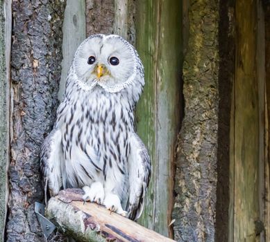 closeup portrait of a ural owl, a aggressive bird from europe that will attack humans in its territory