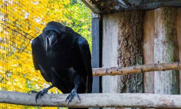 big black raven with his beak opened, a creepy mythological bird