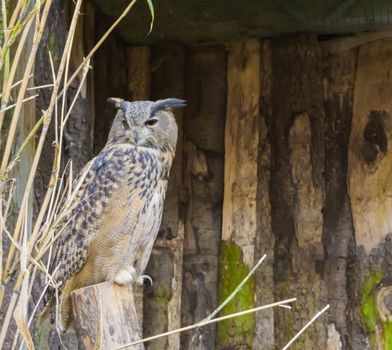 eurasian eagle owl sitting on a tree stump, a nocturnal bird of prey that is well spread over eurasia