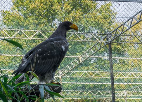 closeup of a stellers sea eagle from the side, a big raptor from japan.