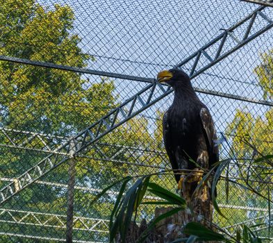 juvenile stellers sea eagle sitting on a tree stump, a big bird from the ocean of japan