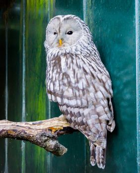 closeup of a ural owl sitting on a branch and looking angry