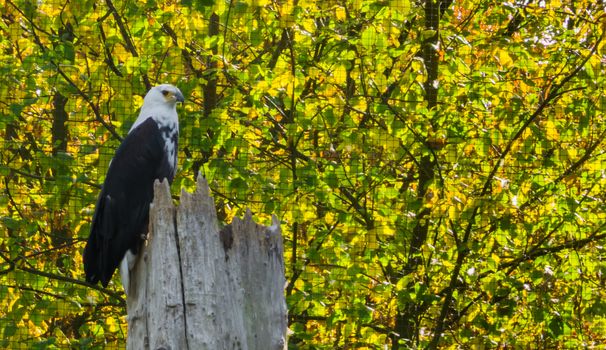 african fish eagle sitting on top of a tree trunk and looking around