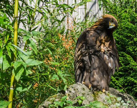 portrait of a brown steppe eagle putting his head to the side, a big and endangered bird