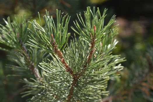 Dwarf mountain pine - Latin name - Pinus mugo