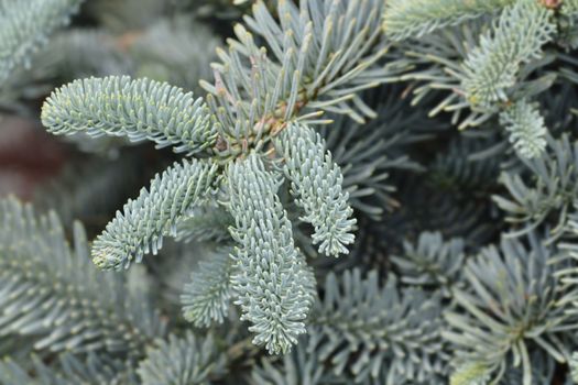 Blue Noble Fir - Latin name - Abies procera Glauca