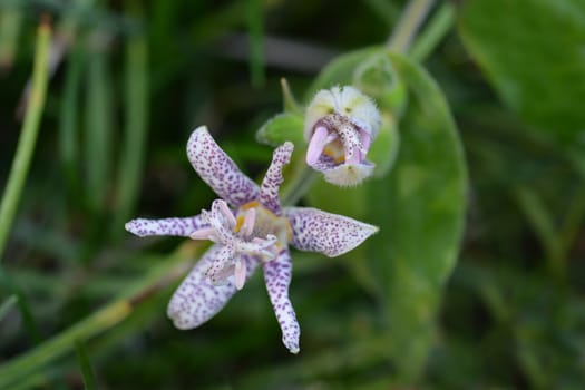 Hairy toad lily flower - Latin name - Tricyrtis hirta