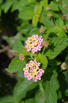 Shrub verbena flower close up - Latin name - Lantana camara