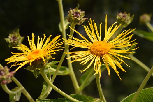 Giant fleabane flower - Latin name - Inula magnifica