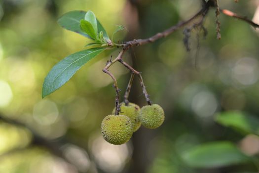 Strawberry tree unripe fruit - Latin name - Arbutus unedo