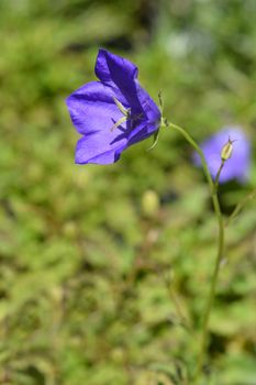 Carpathian Bellflower - Latin name - Campanula carpatica Blue Clips