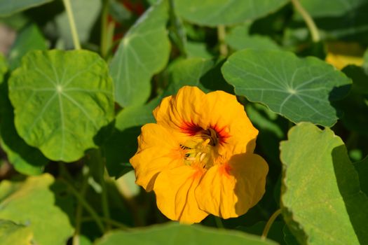 Garden nasturtium yellow flower - Latin name - Tropaeolum majus