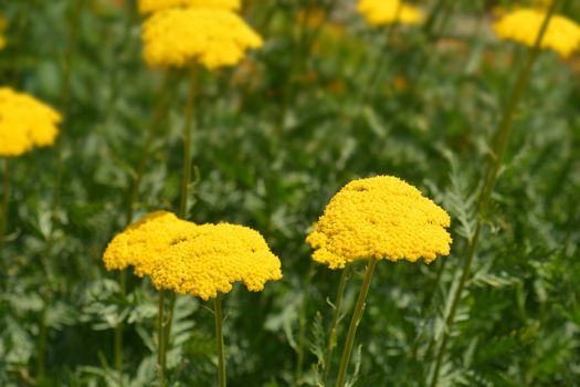 Gold plate yarrow flowers - Latin name - Achillea filipendulina Gold plate