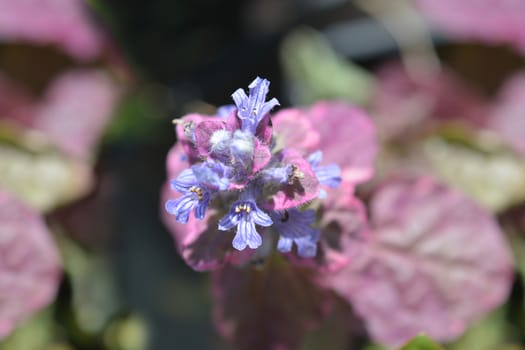 Bugle Atropurpurea - Latin name - Ajuga reptans Atropurpurea