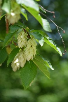 European hop hornbeam - Latin name - Ostrya carpinifolia