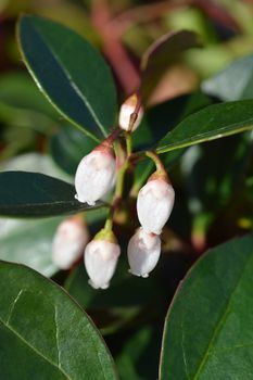 American wintergreen flowers - Latin name - Gaultheria procumbens