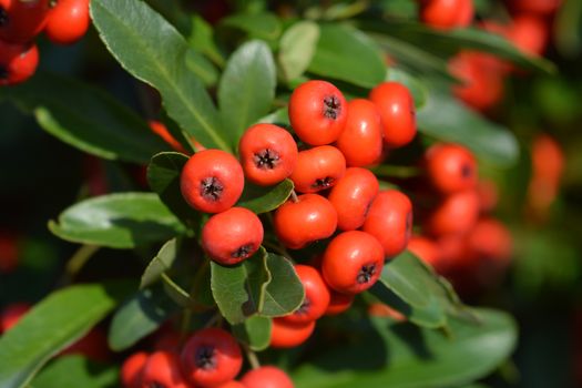 Firethorn Red Star - Latin name - Pyracantha Red Star
