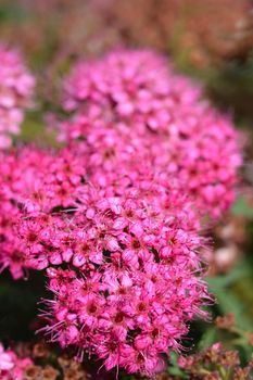 Japanese spirea Neon pink - Latin name - Spiraea japonica Neon pink